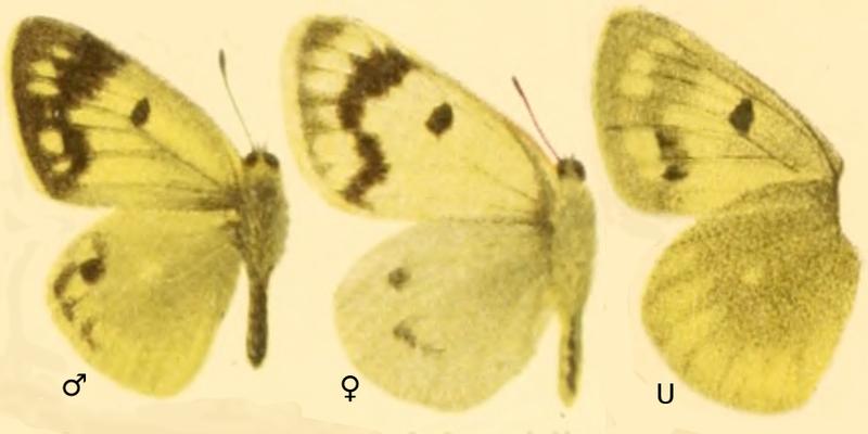 Colias alpherakii in Die Großschmetterlinge der Erde