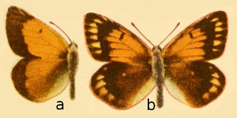 Colias arida in Die Großschmetterlinge der Erde