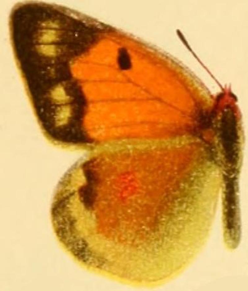 Colias aurorina female