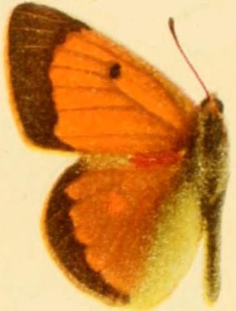 Colias aurorina ill