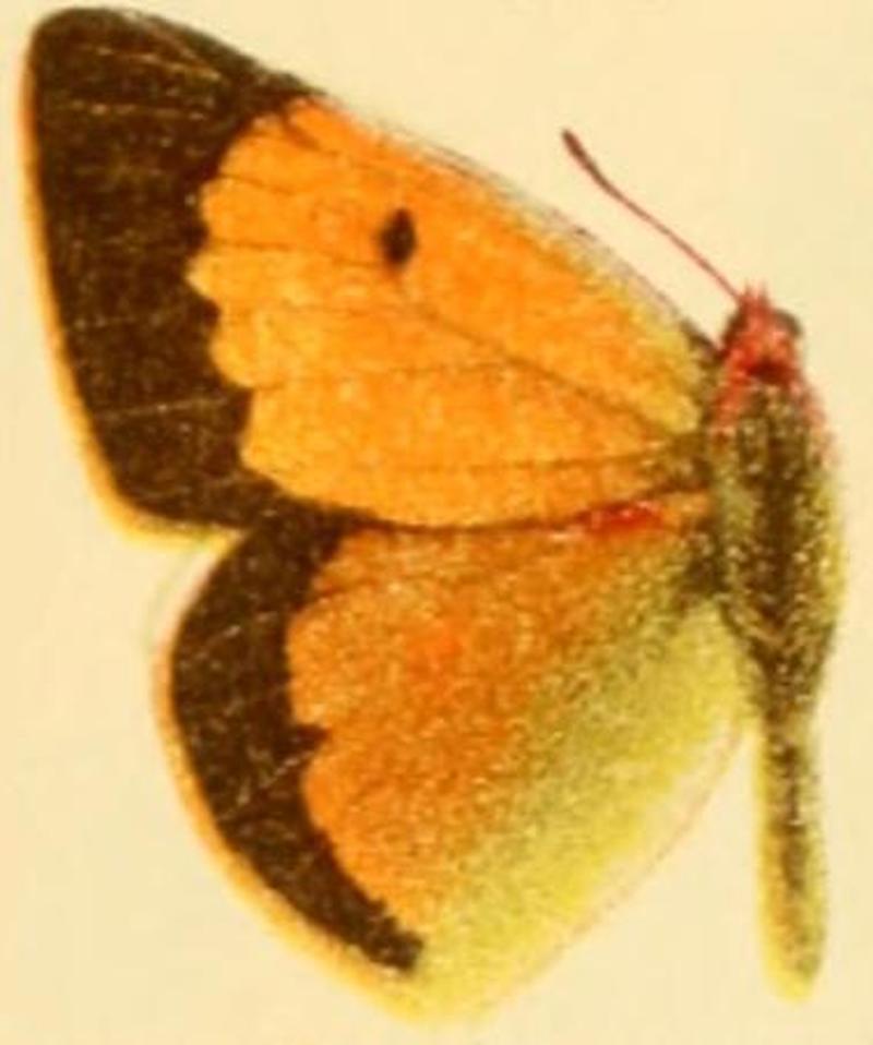 Colias aurorina transcaspica