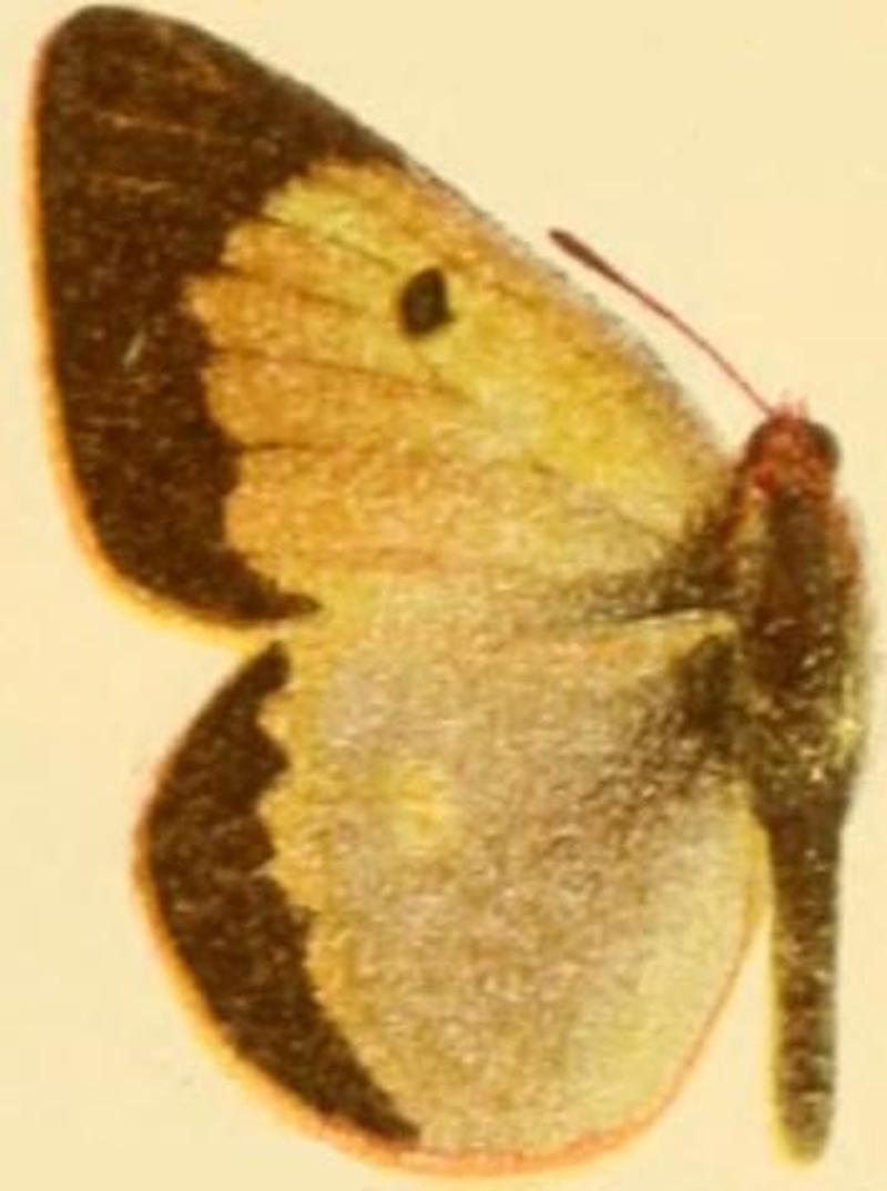 Colias aurorina transcaspica (chrysocoma)