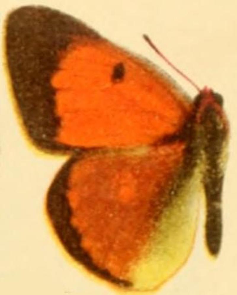 Colias caucasica