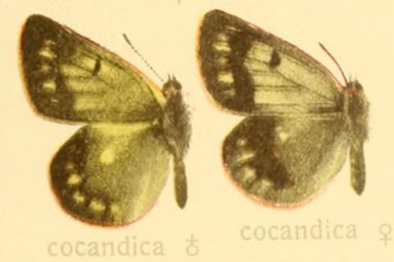 Colias cocandica