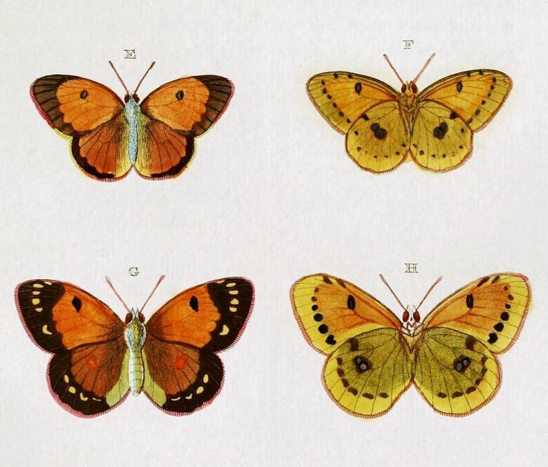 Colias electo, CramerAndStoll-uitlandsche kapellen vol. 4- pl 351