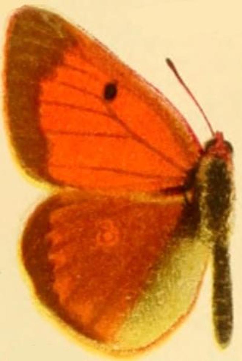 Colias heos