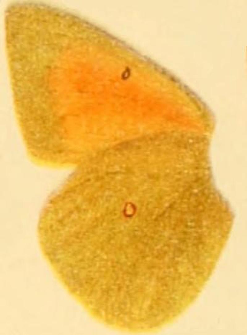 Colias heos underside