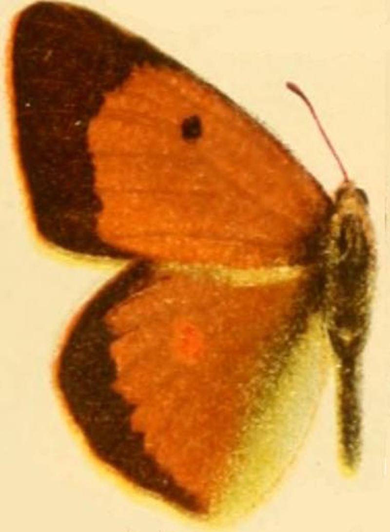 Colias libanotica