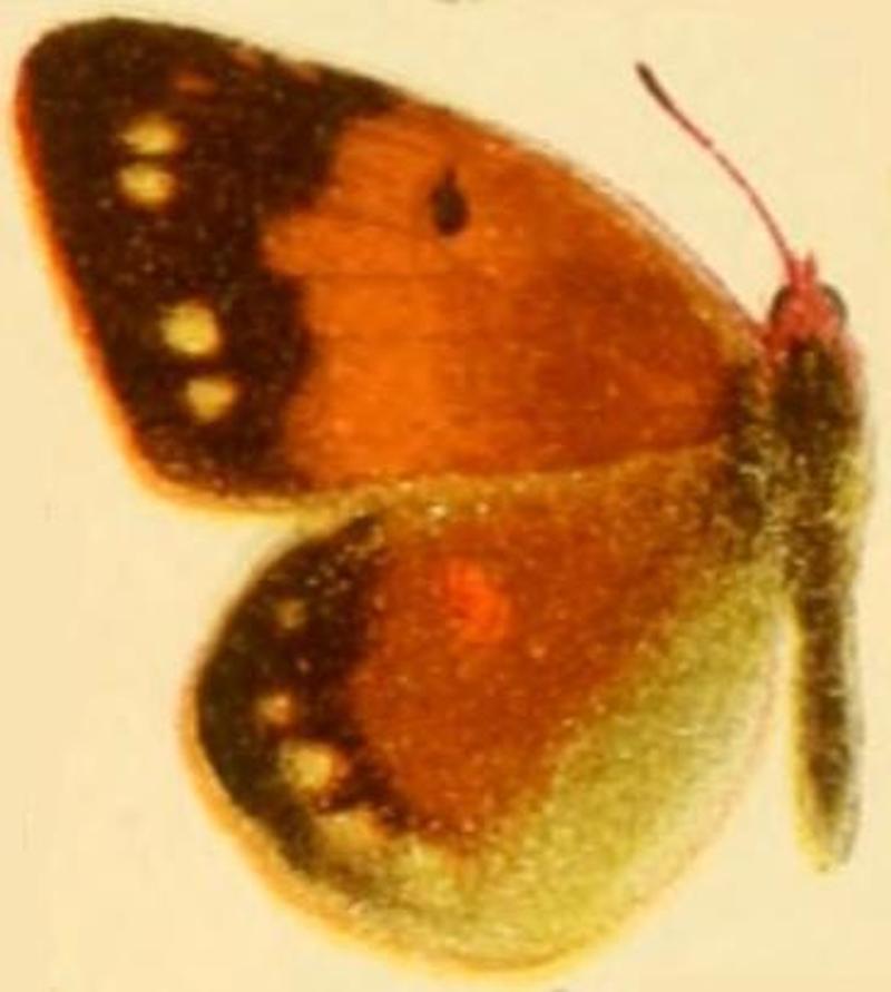 Colias libanotica heldreichi female