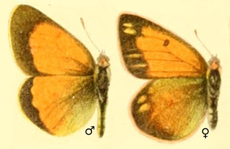 Colias meadii in Die Großschmetterlinge der Erde