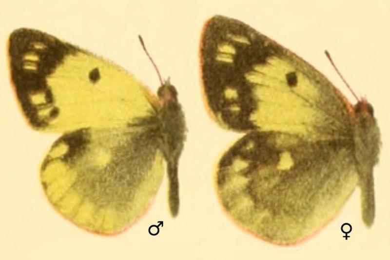 Colias montium in Die Großschmetterlinge der Erde