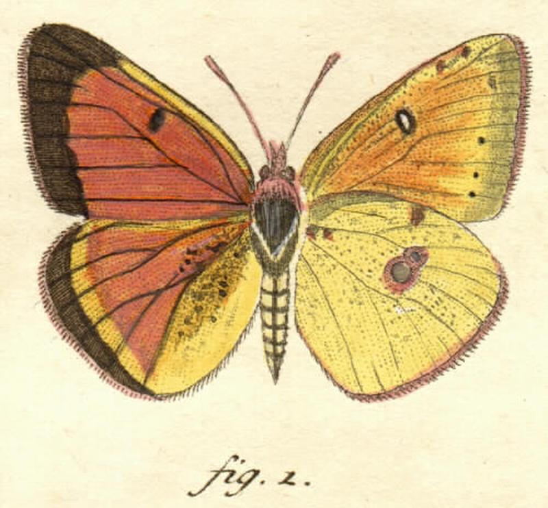 Colias myrmidone, orig. figure from Esper, -1777-, pl. 65