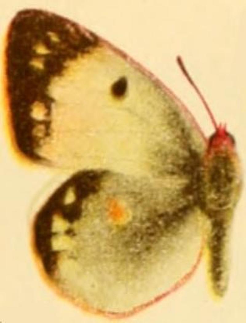 Colias myrmidone (alba)