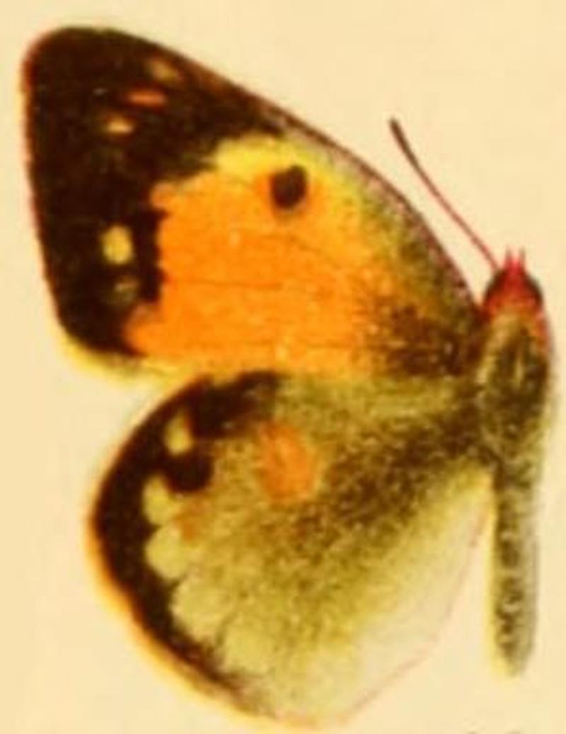 Colias myrmidone female