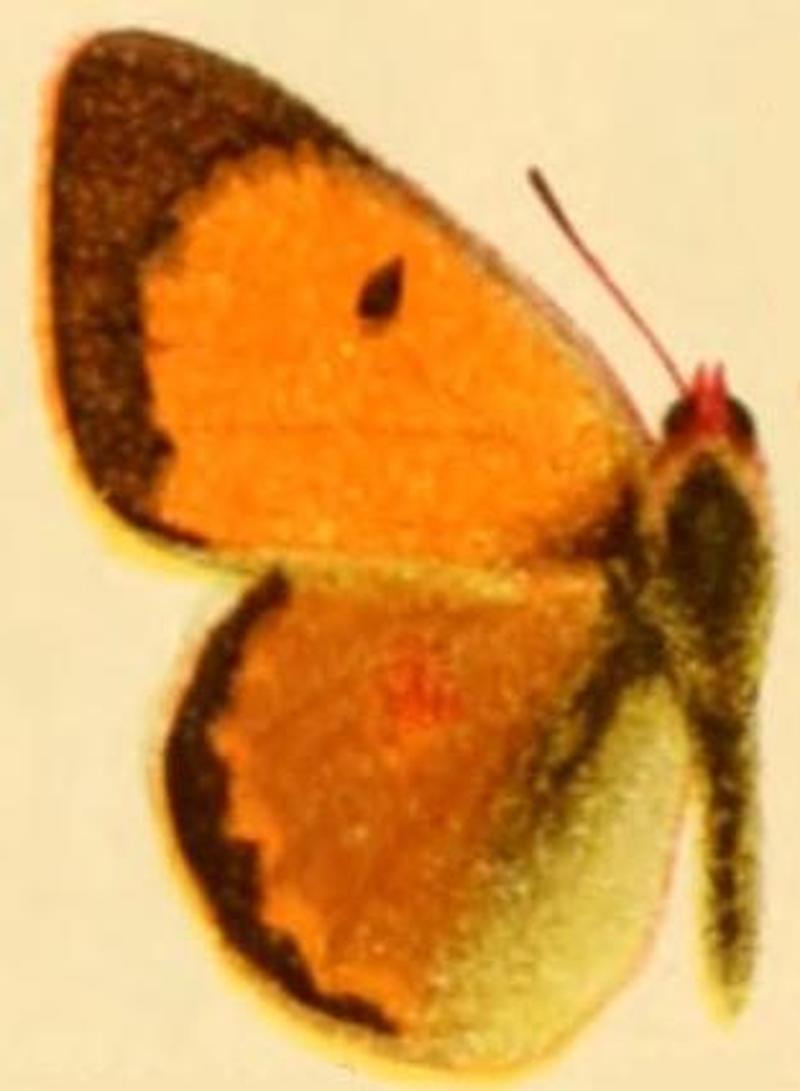 Colias myrmidone male