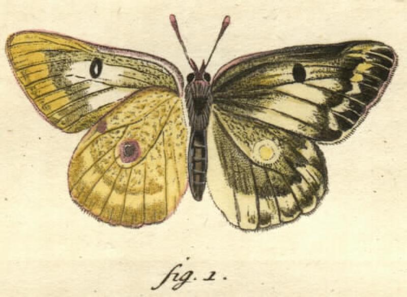 Colias phicomone, orig. figure from Esper, -1780-, pl. 56