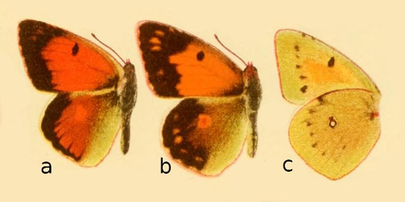 Colias romanovi in Die Großschmetterlinge der Erde