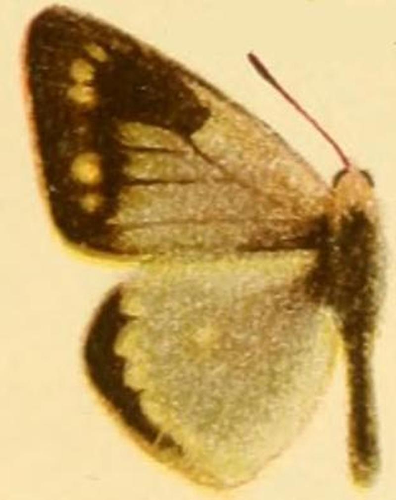 Colias sagartia