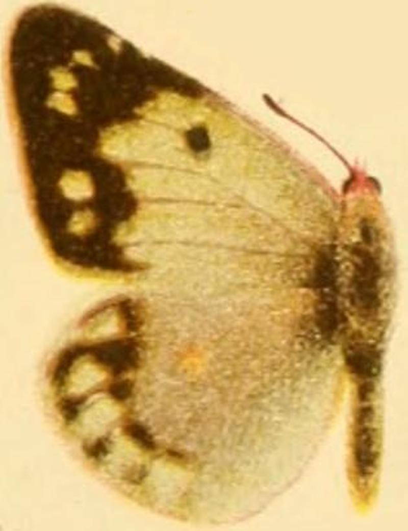 Colias sagartia female