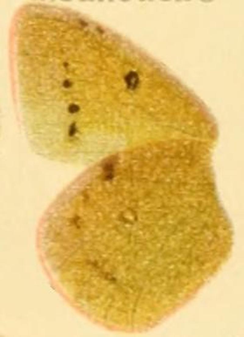 Colias sagartia underside