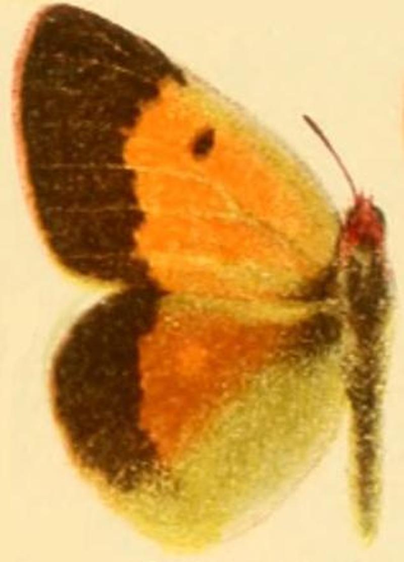 Colias wiskotti draconis male