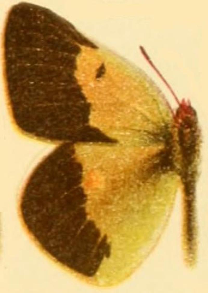 Colias wiskotti male