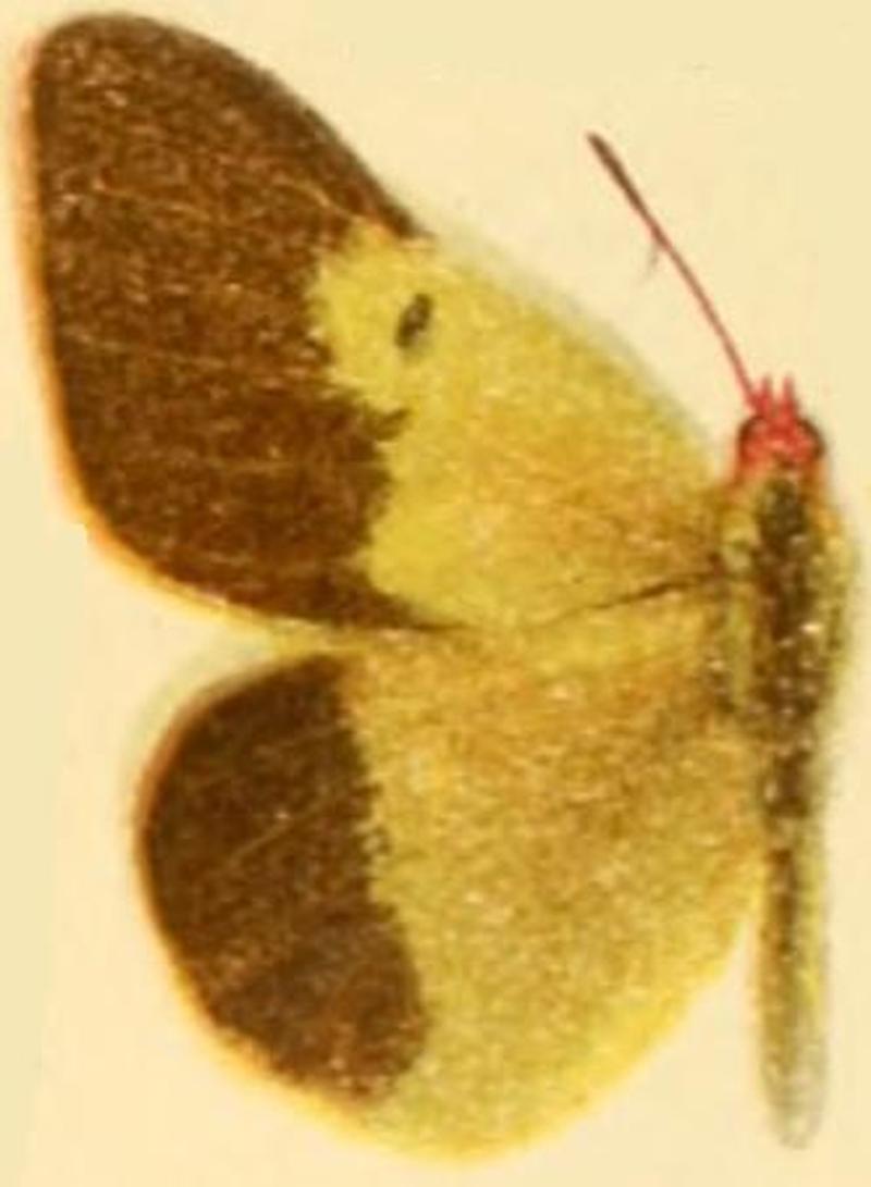 Colias wiskotti separata