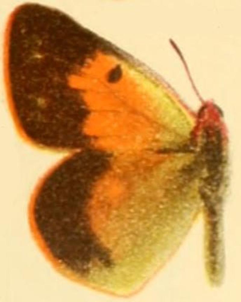 Colias wiskotti separata (aurantiaca)