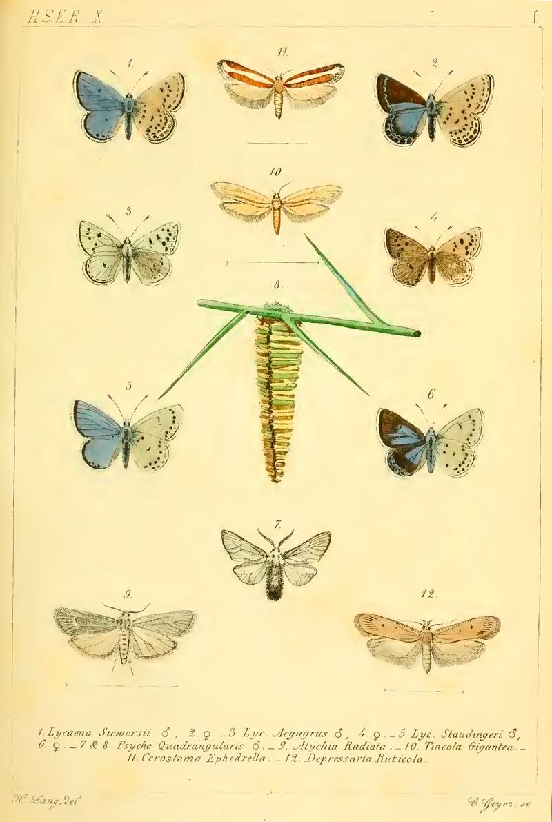 Color Plate a from Proceedings of the Russian Entomological Society, 1 Sep 1874