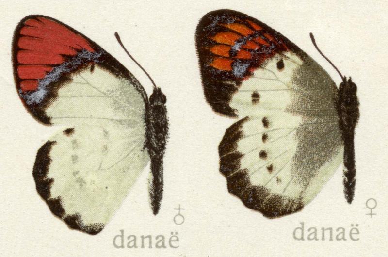 Colotis danae