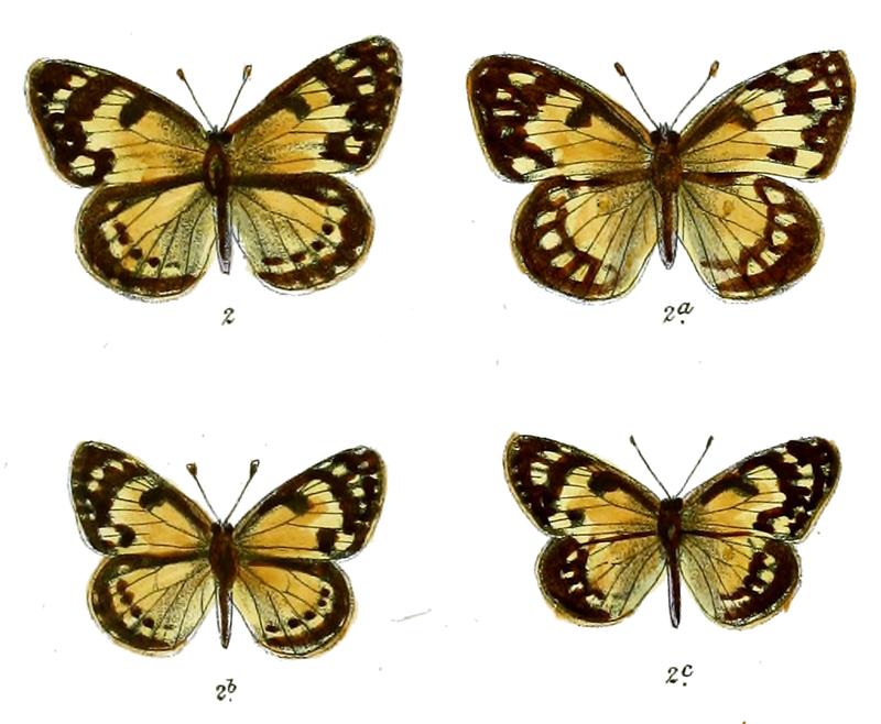 Colotis dynamine
