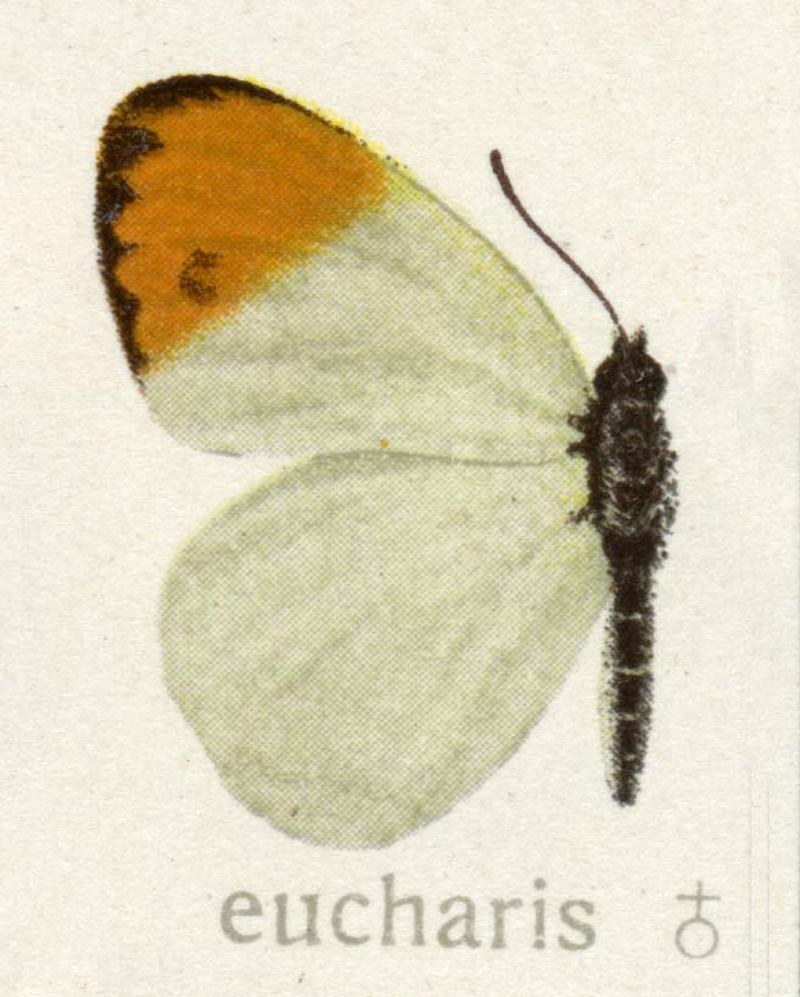 Colotis eucharis