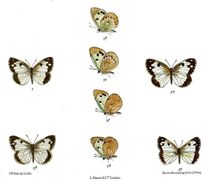 Colotis intermissus