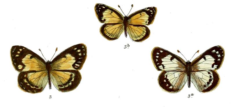 Colotis modestus