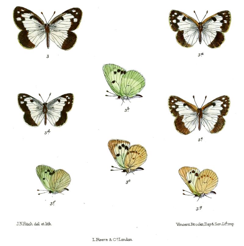 Colotis puellaris