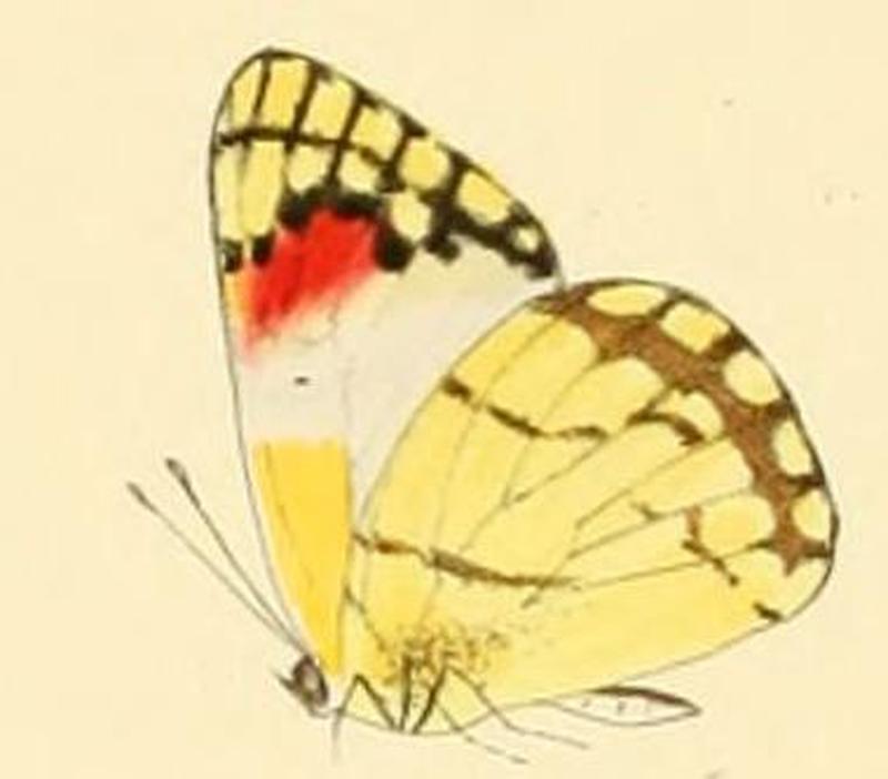 Colotis celimene