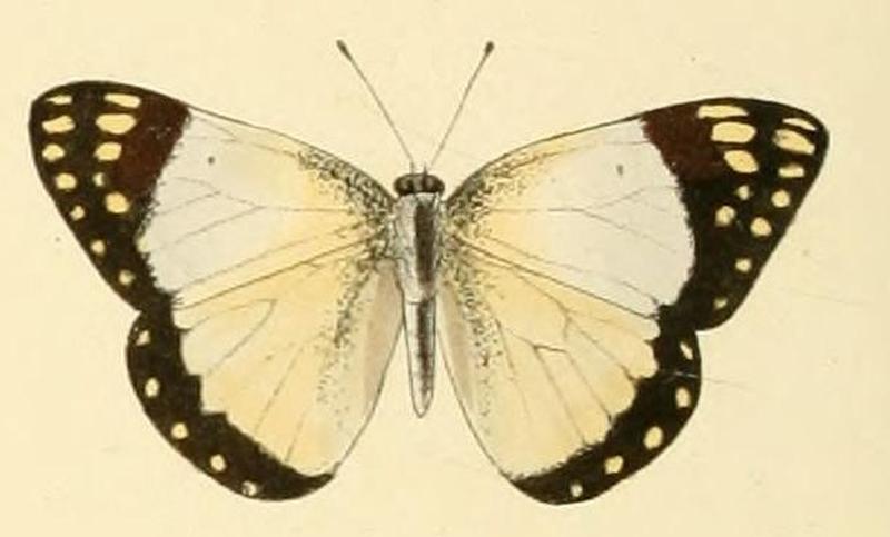Colotis celimene1