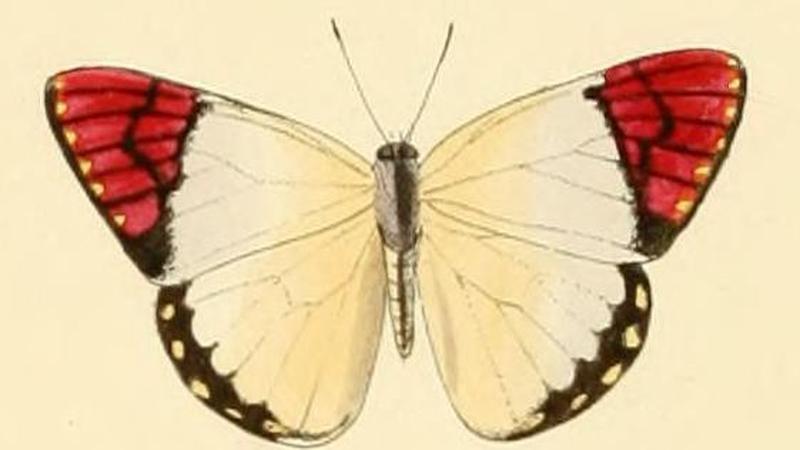 Colotis celimene2