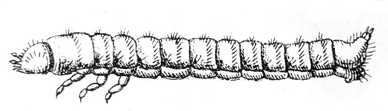 Colydium elongatum larva Reitter