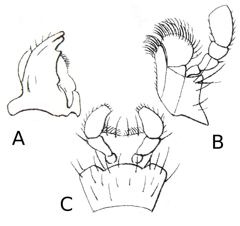 Colydium elongatum mouthparts