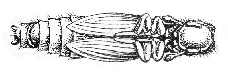 Colydium elongatum pupa Reitter