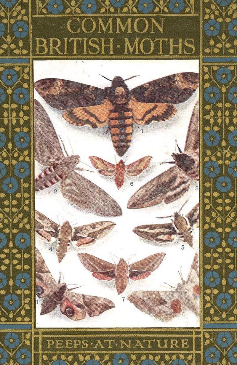 Common British Moths cover