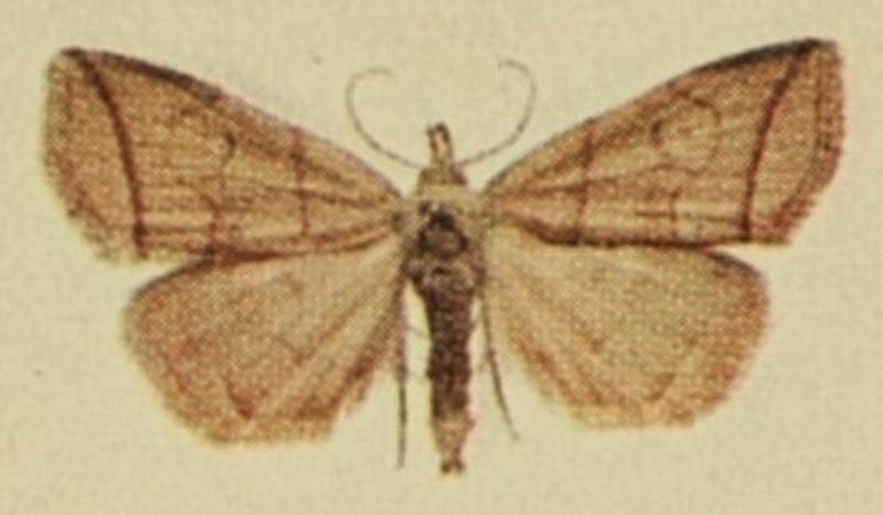Common Fan-foot Moths of the British Isles