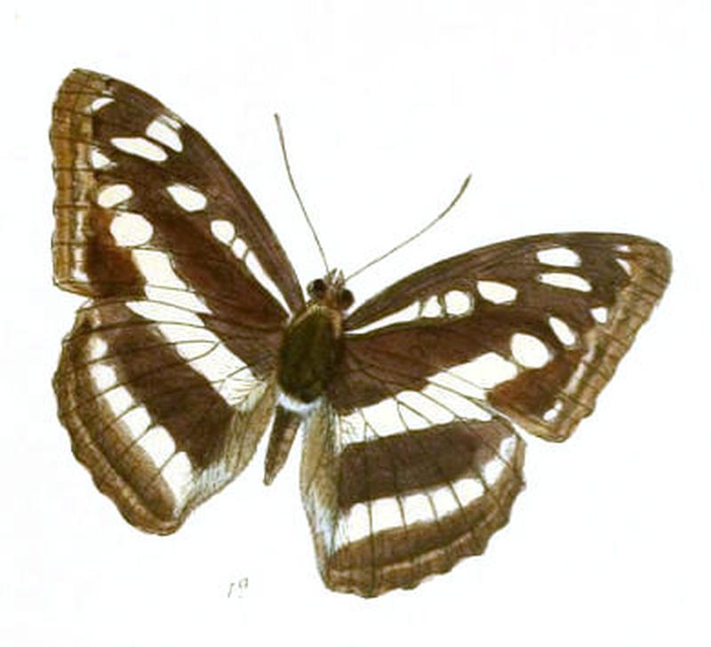CondochatesOpalina261 1a