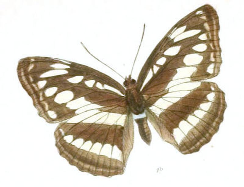 CondochatesOpalina261 1b