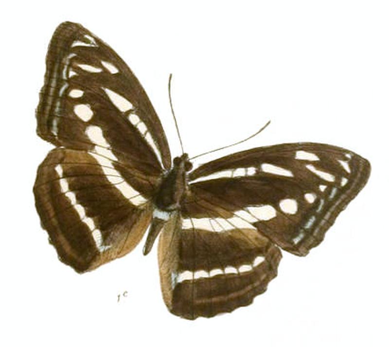 CondochatesOpalina261 1c