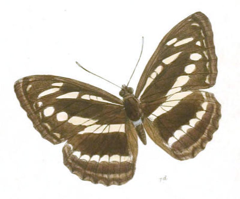 CondochatesOpalina261 1d