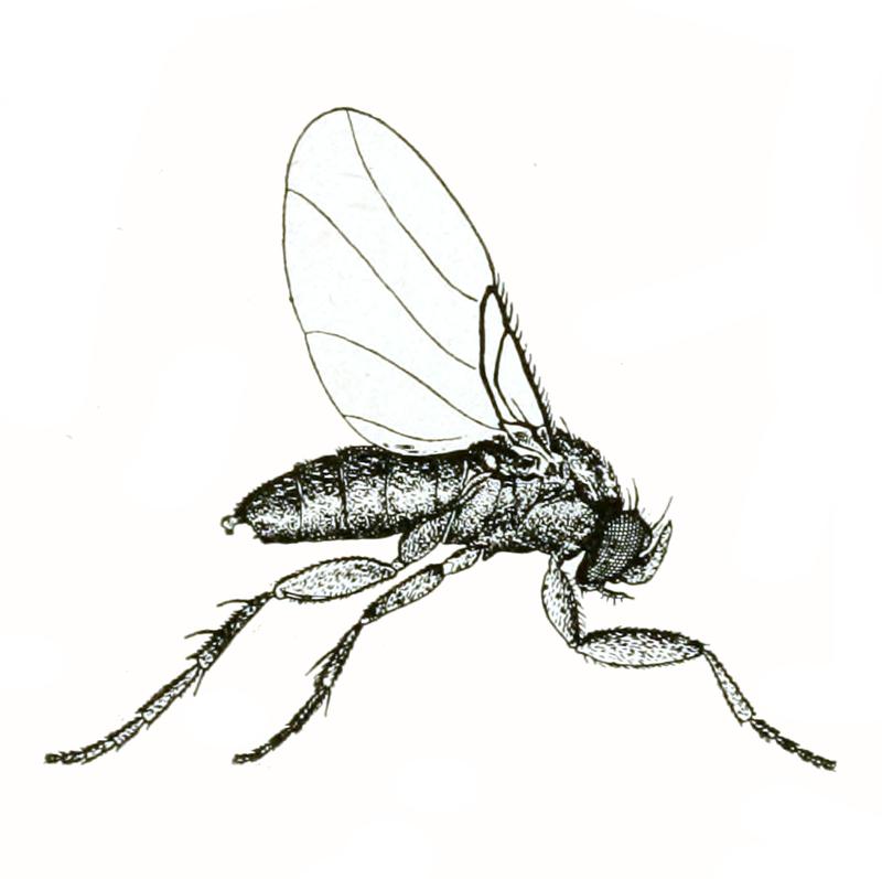Conicera atra