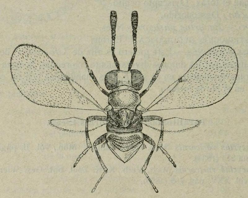 Copidosoma varicorne female