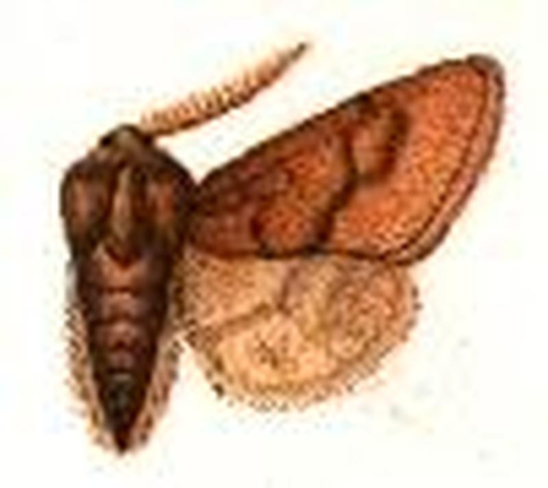 Copipanolis borealis